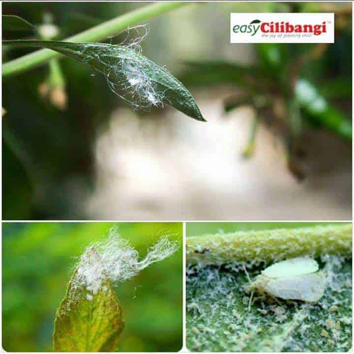 Serangga Perosak Daun Serangga Perosak Daun