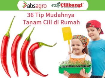 PERCUMA: 36 Tips Mudahnya Tanam Cili di Rumah