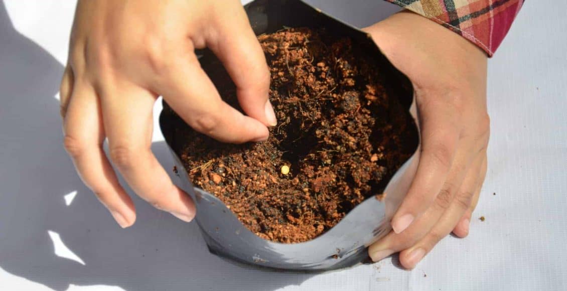 Proses Percambahan Benih Cilibangi