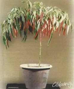 Pokok cili yang sihat beserta buah yang lebat.