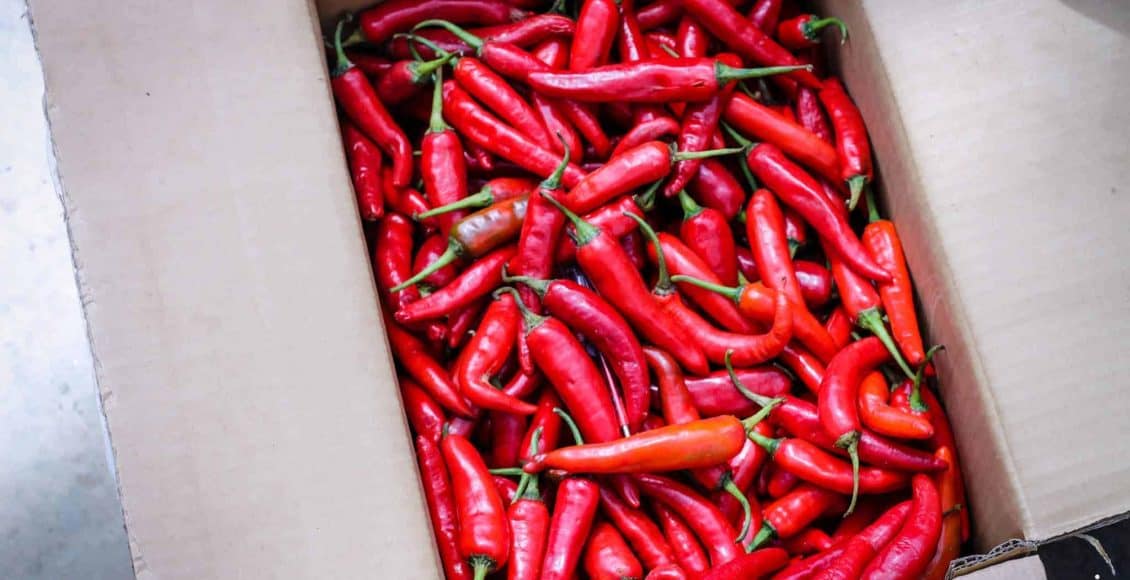 Tanaman Cili Fertigasi