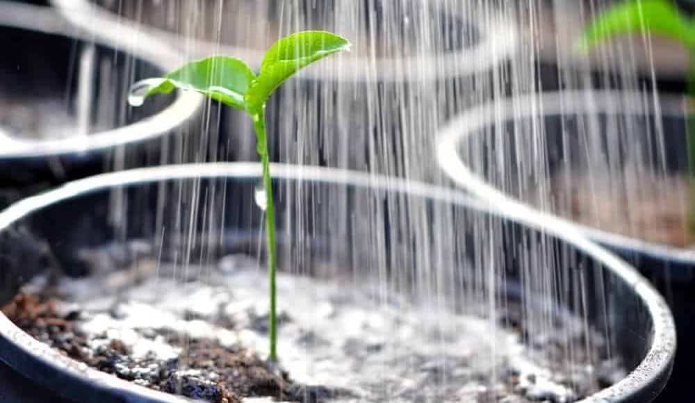 7 Kesilapan Yang Mungkin Anda Lakukan Di Kebun