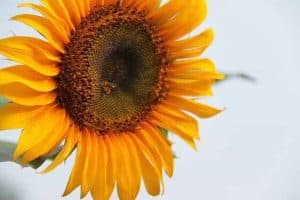 Lebah Kelulut Di Bunga Matahari