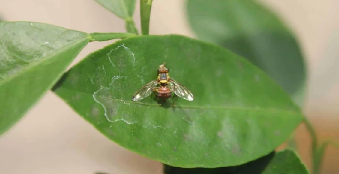 Lalat Buah Serang Cilibangi