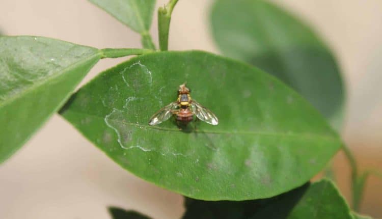 Lalat Buah Serang Cilibangi