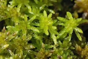 Lumut Sphagnum