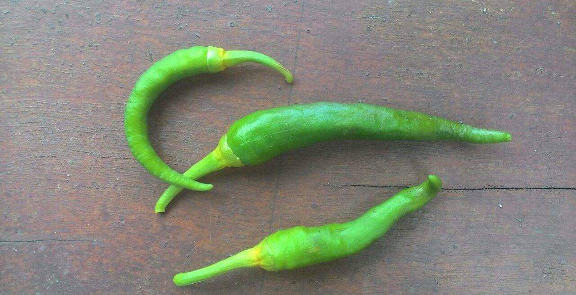Cili diserang lalat buah