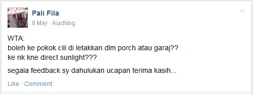 Pencahayaan Pokok Cili