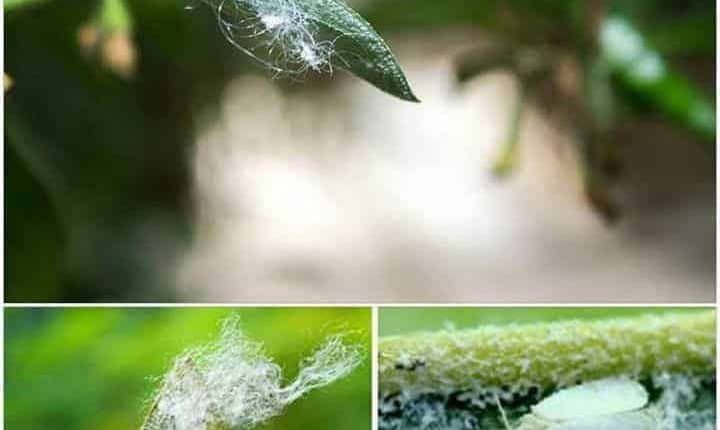 Bena putih bawah daun cili