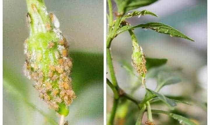 Serangga serang buah cili