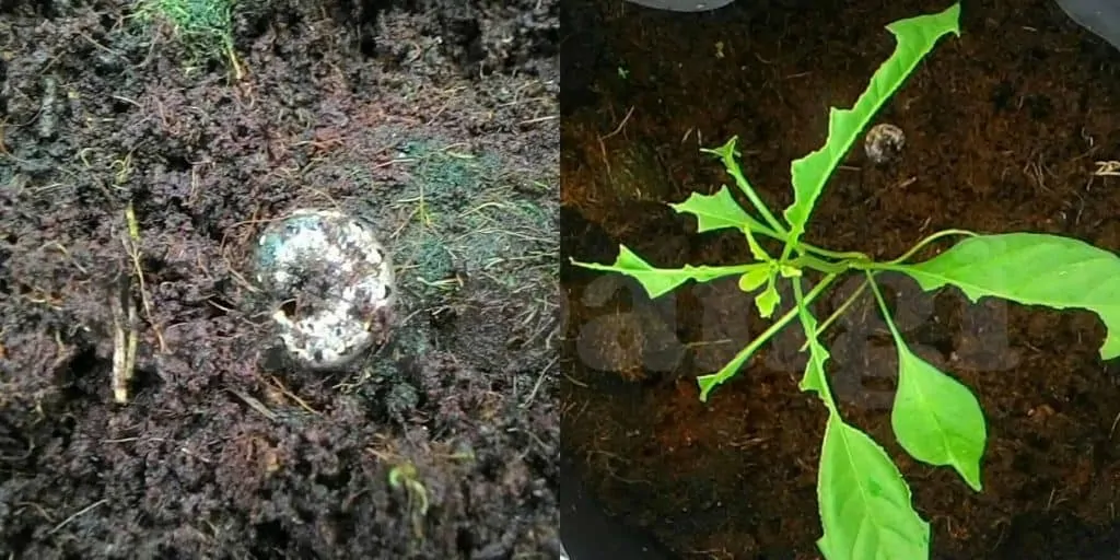Ulat beluncas makan daun anak pokok cili.