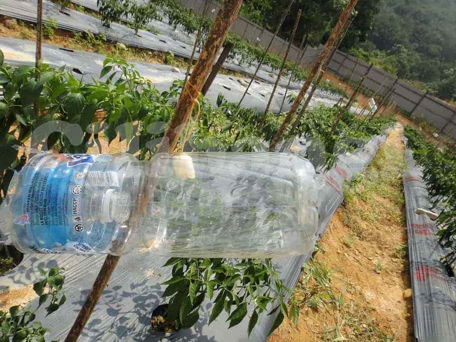 Perangkap lalat buah tidak disarankan kerana mengundang lebih banyak lalat buah.