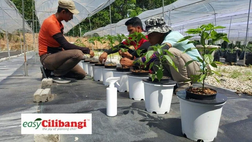 pindah tanam anak pokok cili
