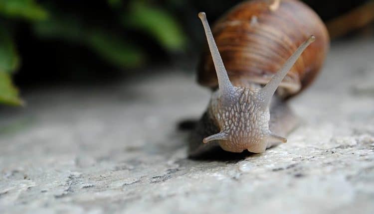 snail-2 Siput dan sesunggutnya