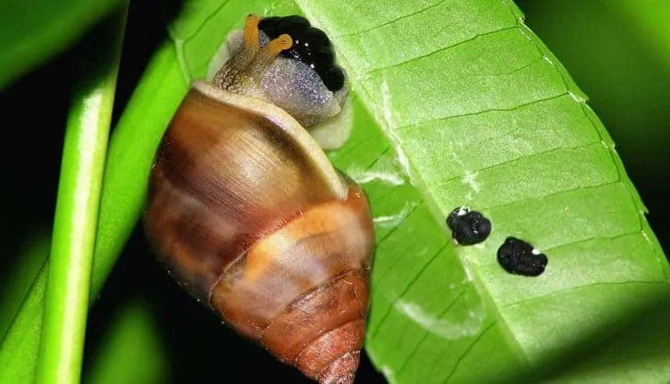 Siput sedang bertelur.