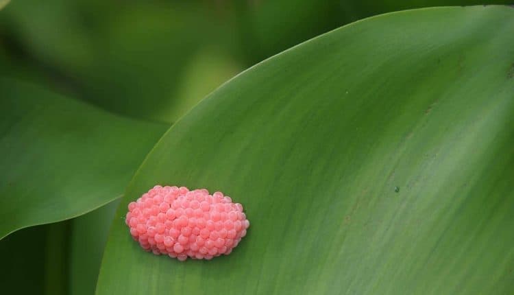 telur-siput-gondang Telur Siput Gondang bewarna merah jambu.