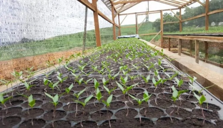 Anak Pokok Cili Dalam Rumah Semaian