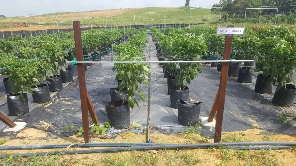 Jaring Timun Pokok Cilibangi