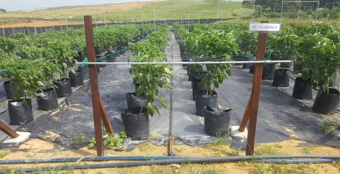 Jaring Timun Pokok Cilibangi