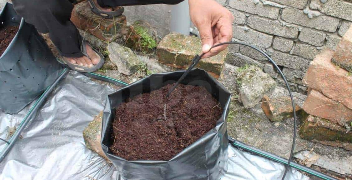 Dripper Lurus (Penitis)