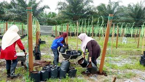 Polibag Gantung