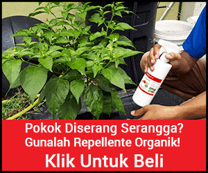 - Iklan -