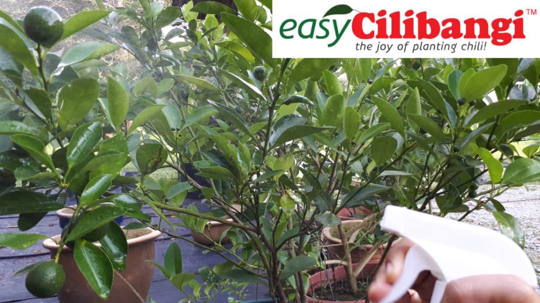 Bio-Booster Cilibangi