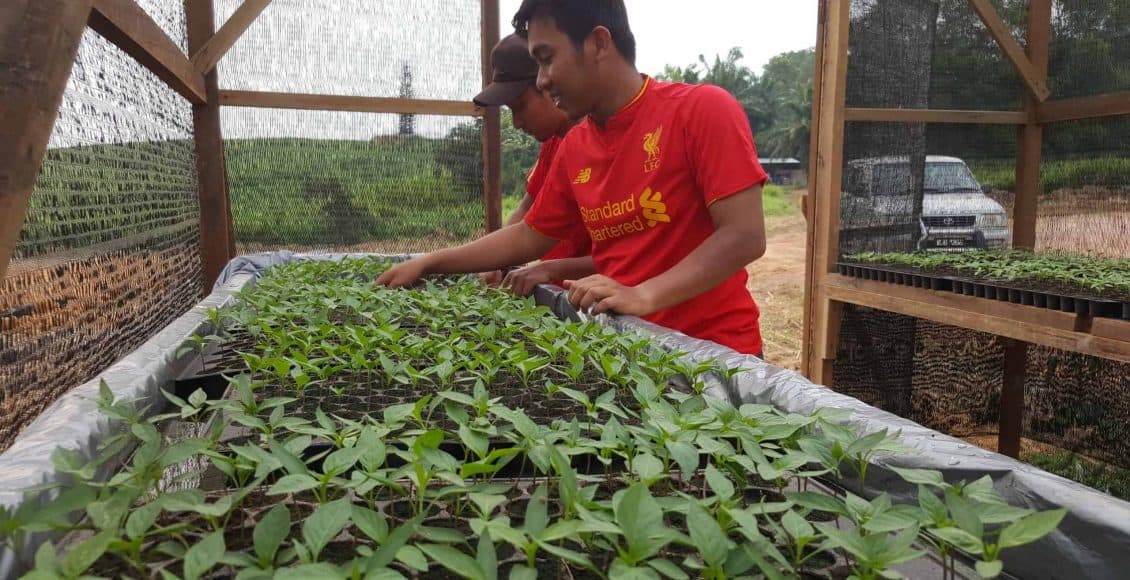 Teknik Pemberian Baja AB Pada Anak Pokok Cili Besar Atau Cili Api ...