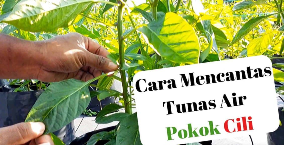 cara mencantas tunas air