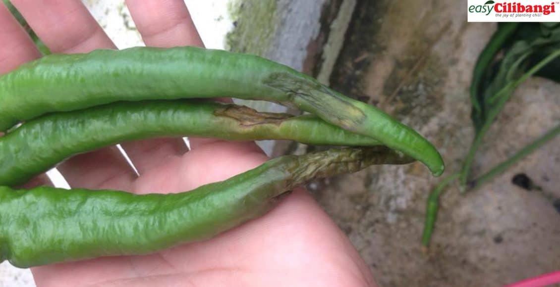 Simptom Blossom End Rot, tanda kurang kalsium