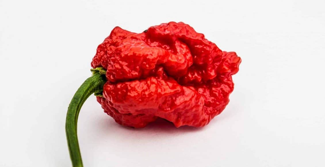 carolina reaper cili terpedas