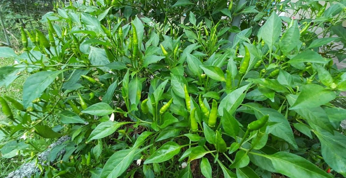 Cili Api Bara