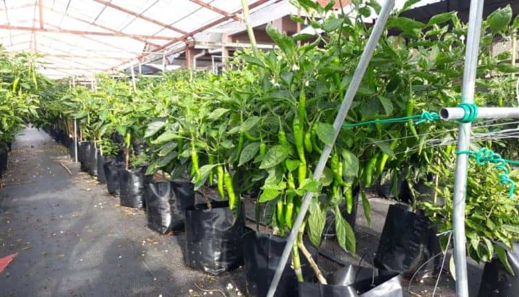 Cilibangi tunggu masa untuk merah