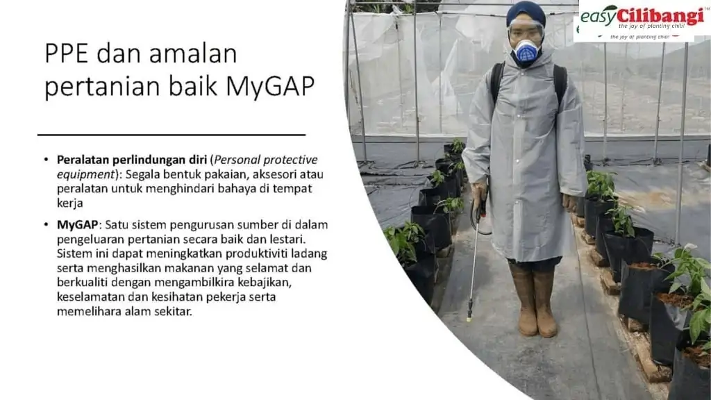 cara sembur kawalan serangga