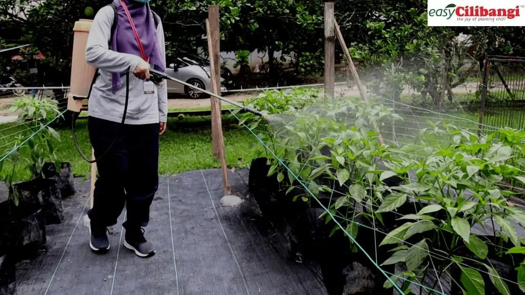 Cara semburan kawalan serangga pokok cilibangi